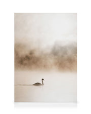 Gliding Swan Canvas print