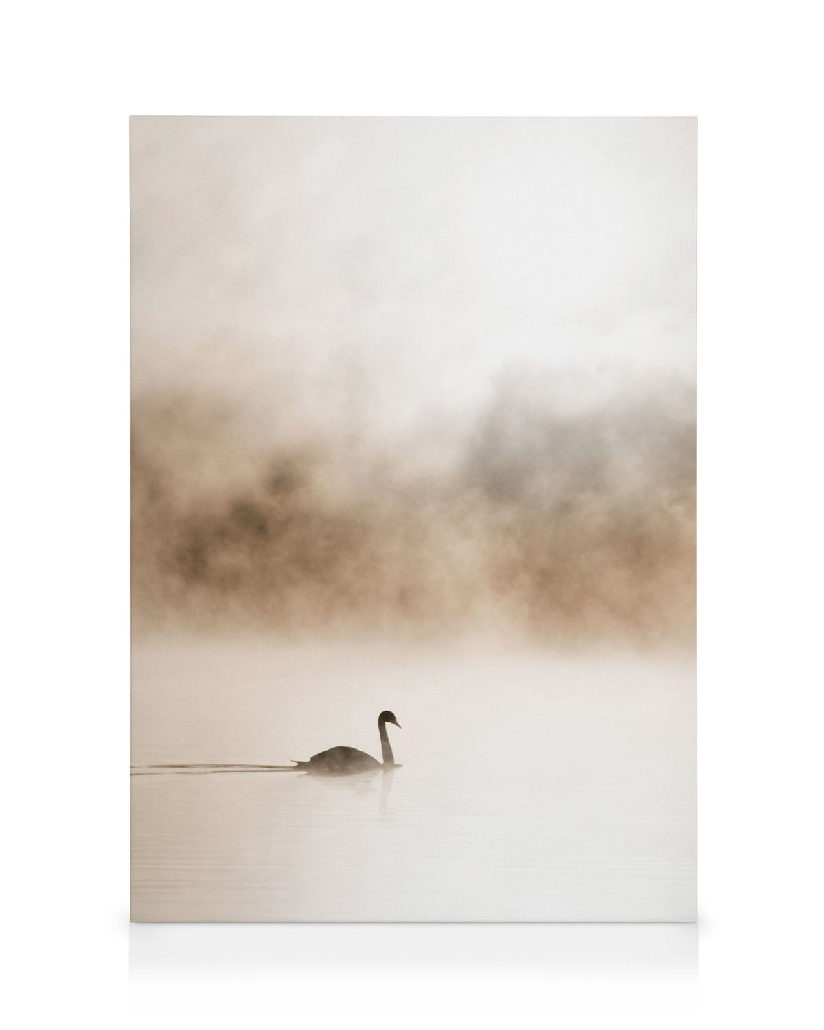 Gliding Swan Canvas print