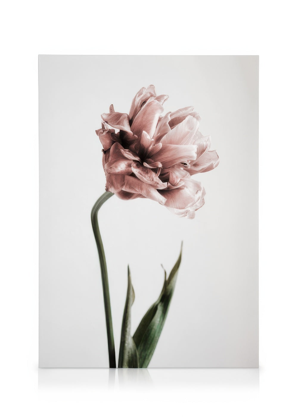 Pink Tulipe No1 Canvas print