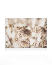 Dried Daisies Canvas print