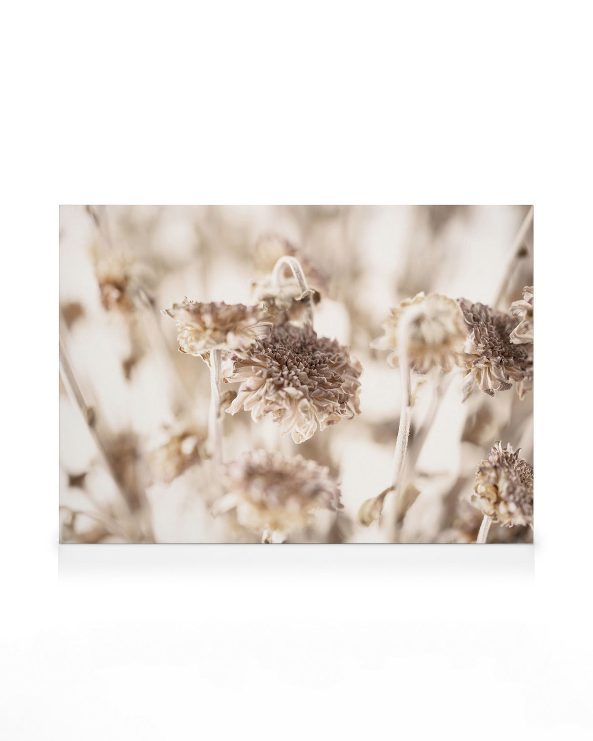 Dried Daisies Canvas print