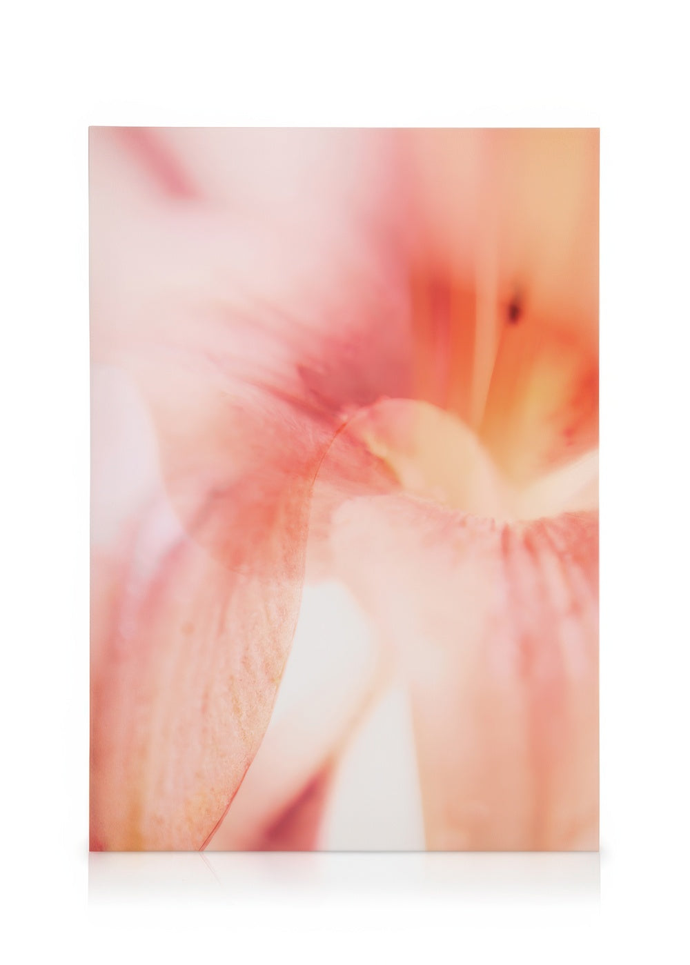 Coral Lily No1 Canvas print