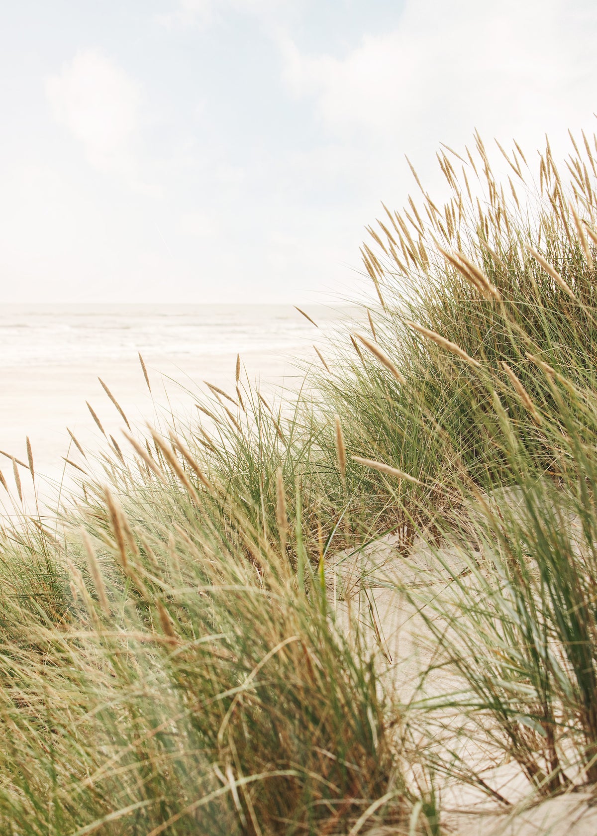 Still Shore Print