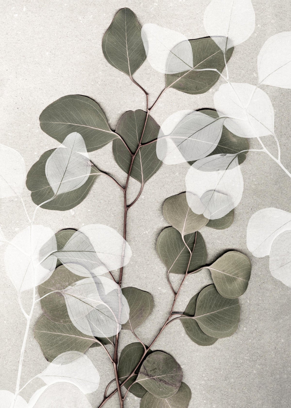 Eucalyptus Art No1 Print