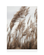 Swaying Reeds No1 Canvas print