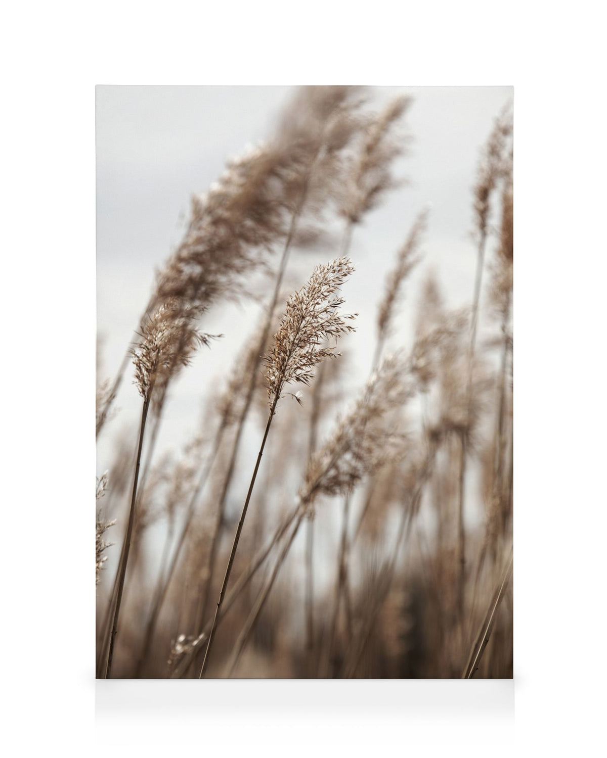 Swaying Reeds No1 Canvas print