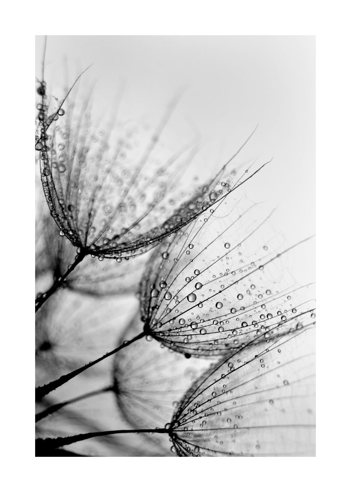 Dandelion Drops Print