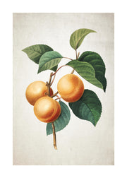 Apricot Print
