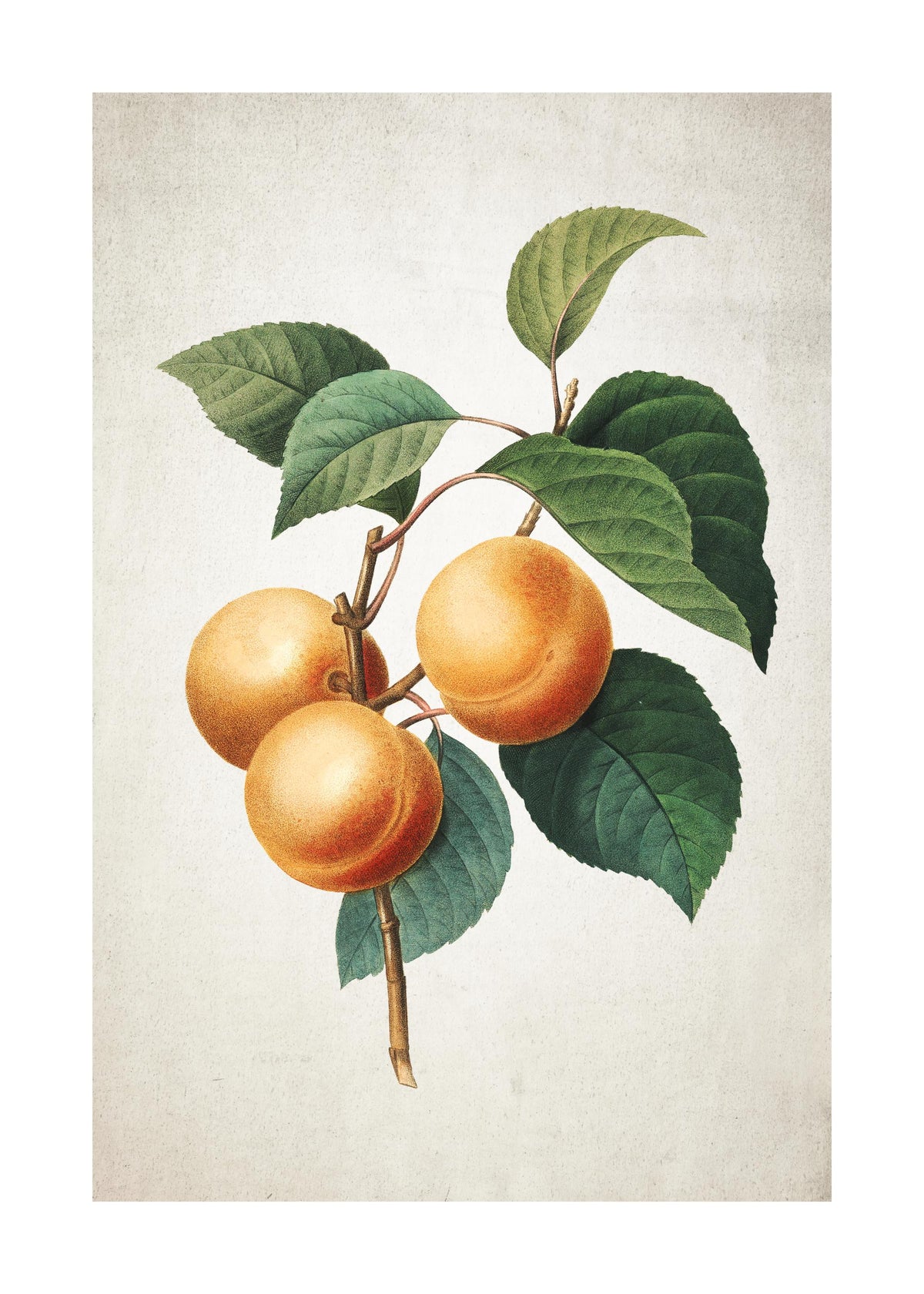 Apricot Print