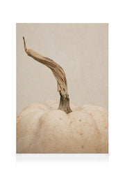 White Pumpkin Canvas print