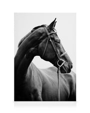 Portrait of Horse Canvas print