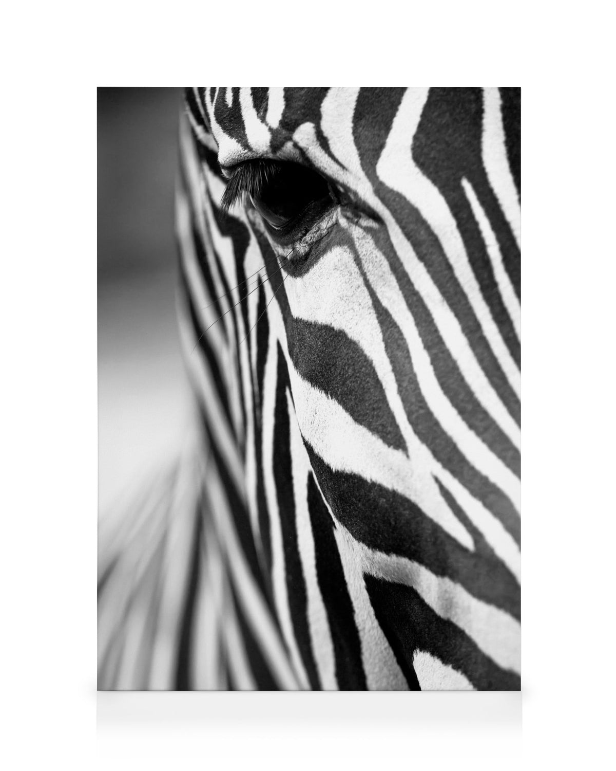 Zebra Close Up Canvas print