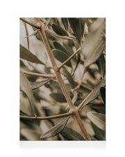 Detailed Olive Branch Canvas print