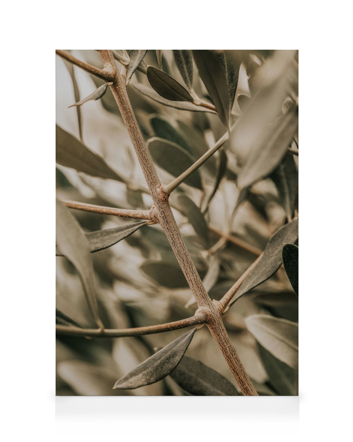 Detailed Olive Branch Canvas print