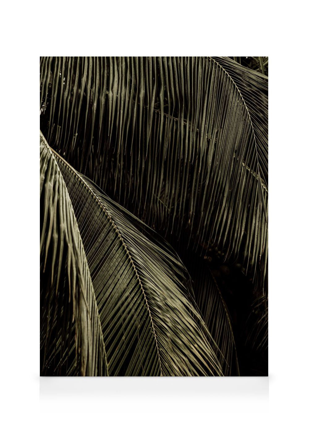 Palm Reverie Canvas print
