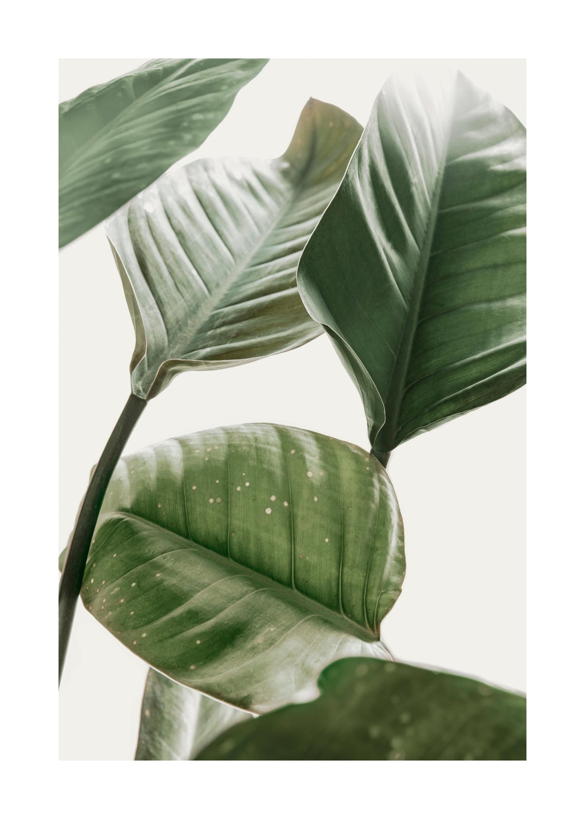 Strelitzia Plant No2 Print
