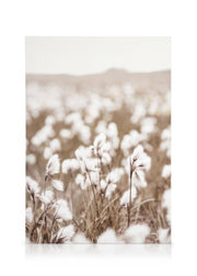 Cotton Flower Field Canvas print