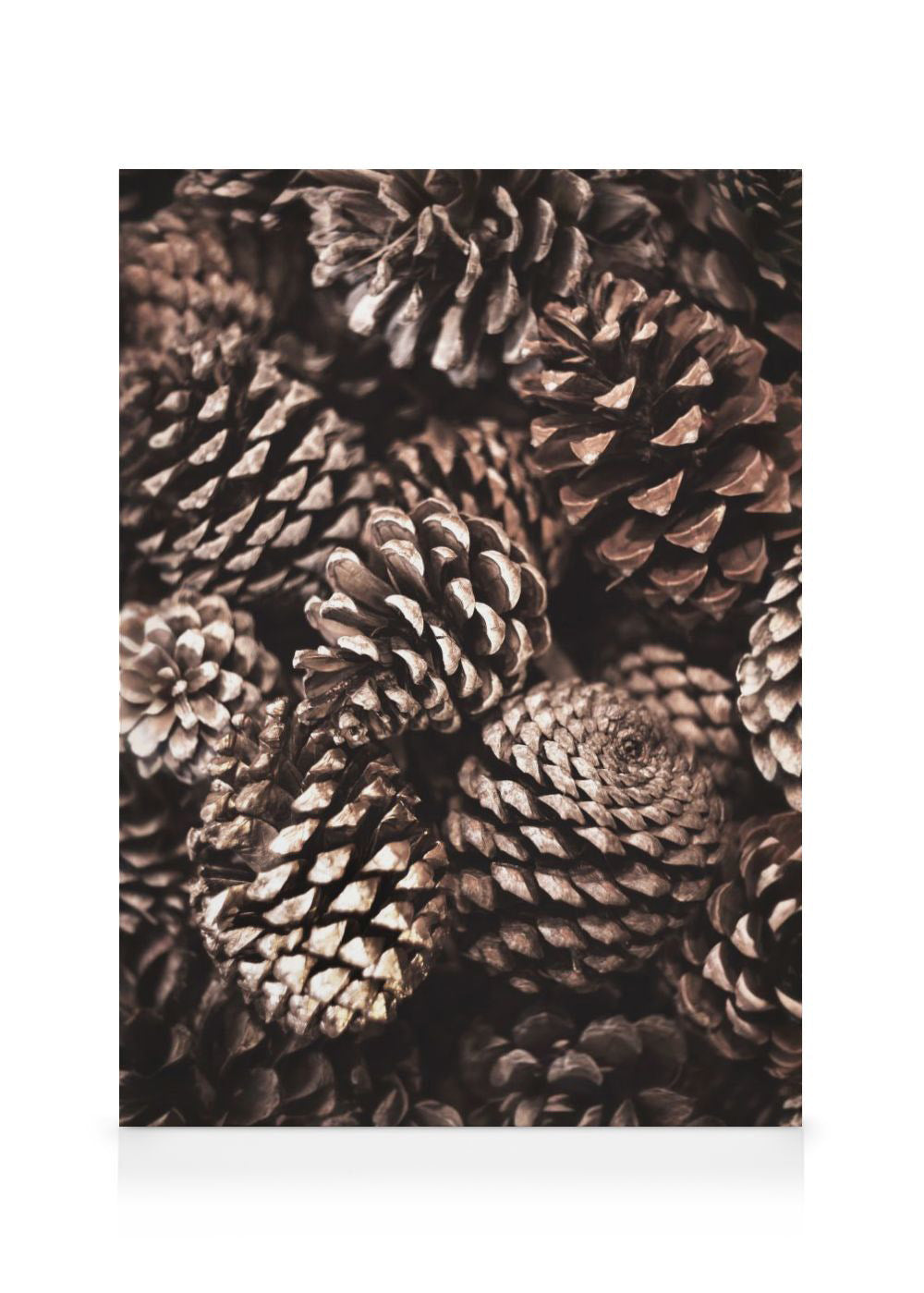 Pine Cones Canvas print