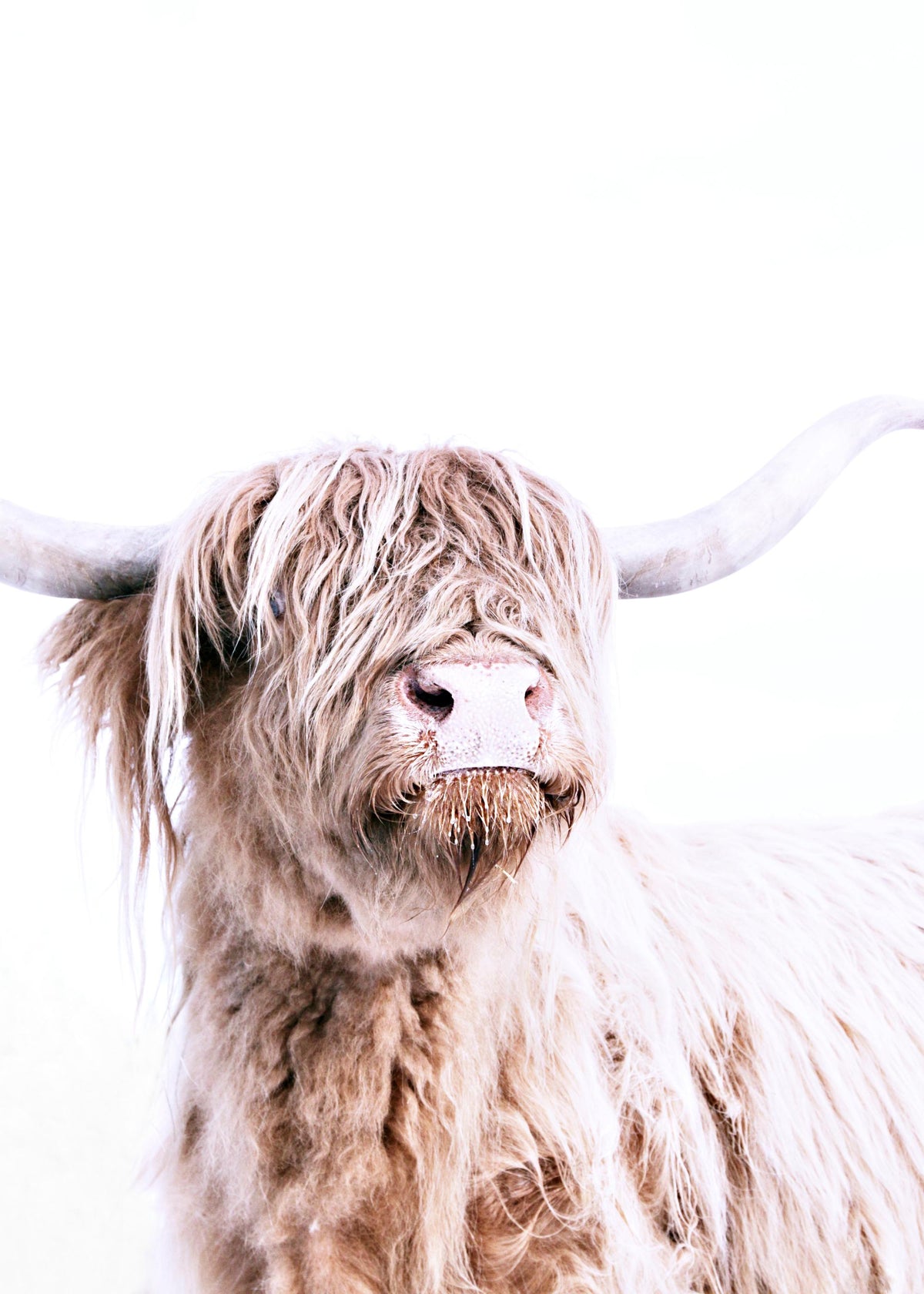 Highland Cattle Portrait Print