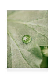 Rain on Leaf Canvas print