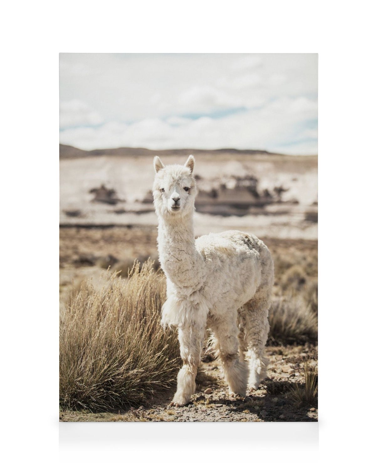 Curious Alpaca Canvas print