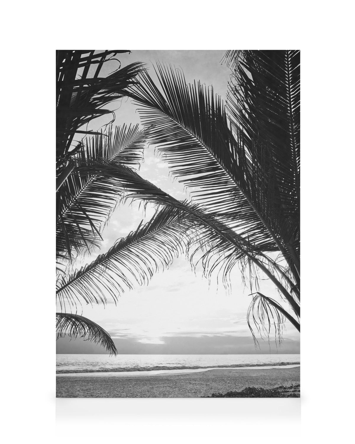 Between Palm Leafs Canvas print