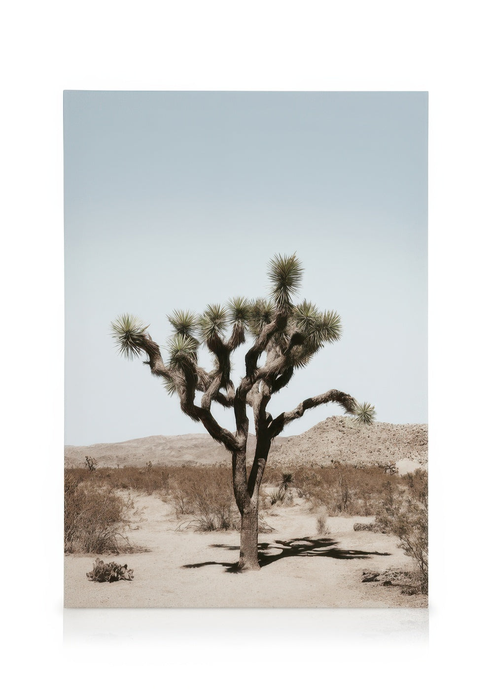 Joshua Tree Palm Canvas print