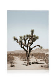 Joshua Tree Palm Canvas print