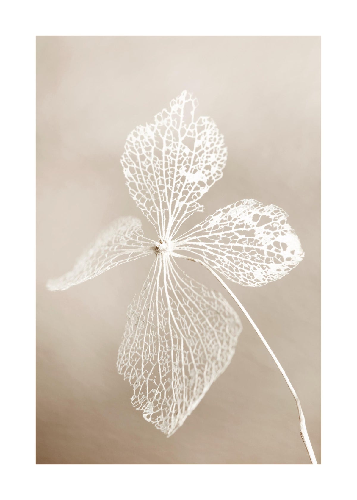 Dried Flower Print