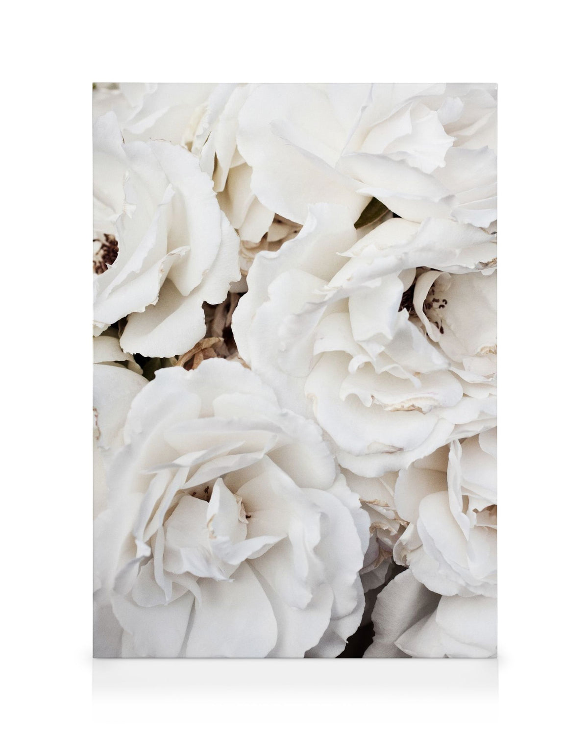 White Roses Canvas print