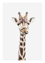 Baby Giraffe Print