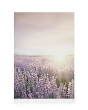 Lavender Field Canvas print