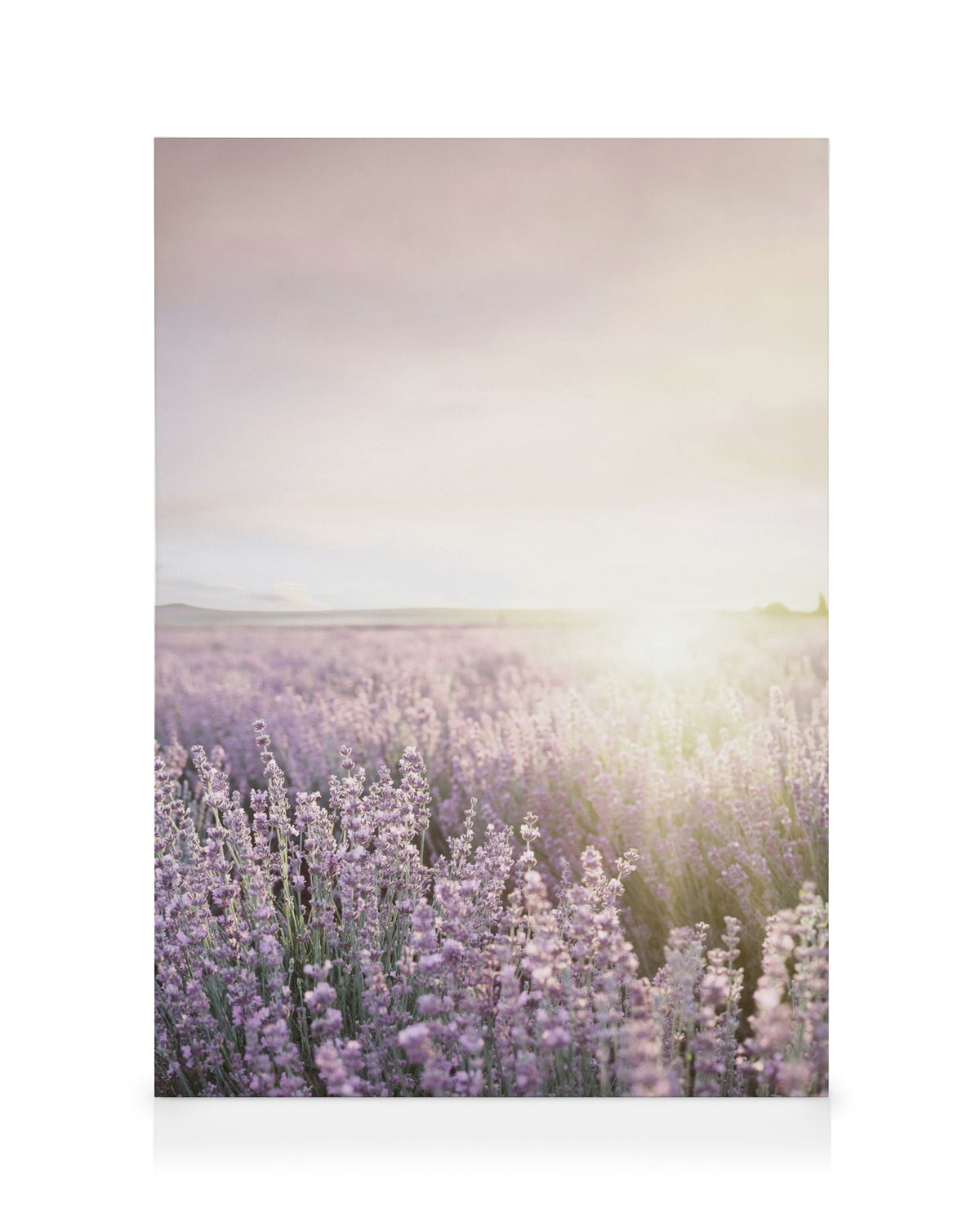Lavender Field Canvas print