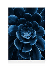 Blue Succulent Canvas print