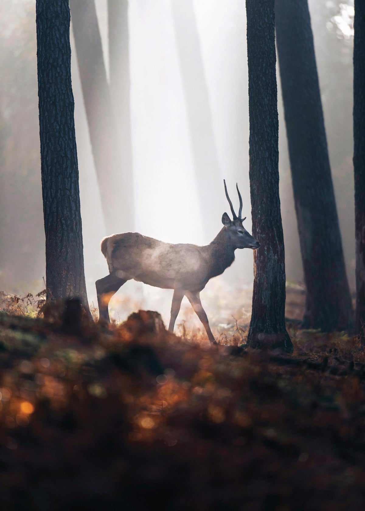 Red Deer Print