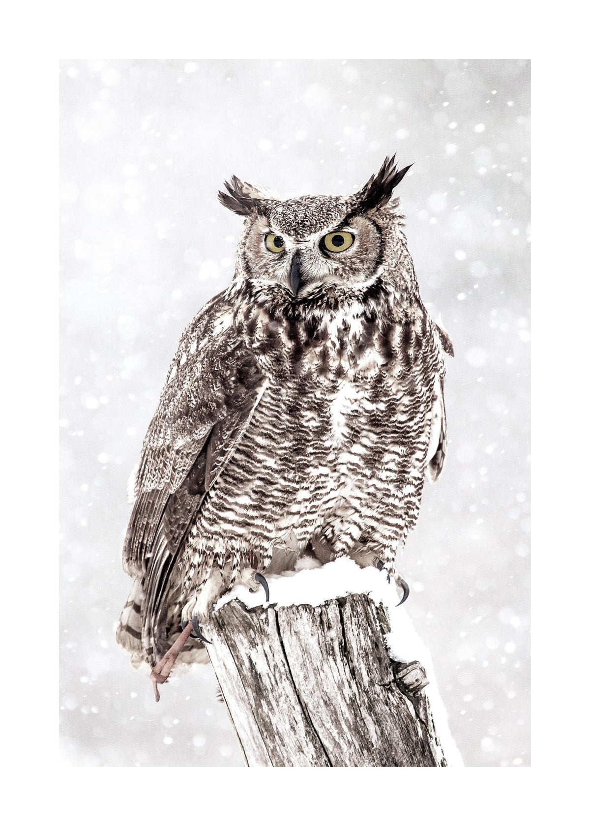 Owl in Snowfall Print