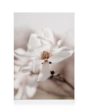 Star Magnolia Blossom Canvas print