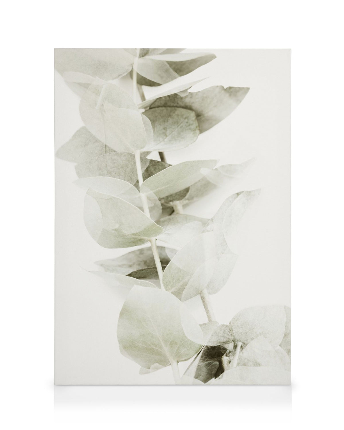Abstract Eucalyptus No2 Canvas print