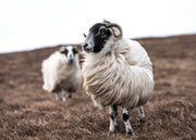 Sheep Print