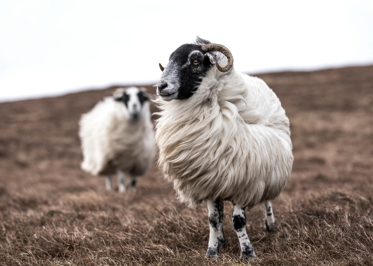 Sheep Print