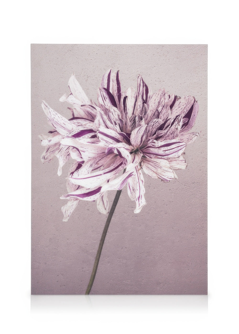 Purple Dahlia No1 Canvas print