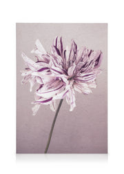 Purple Dahlia No1 Canvas print