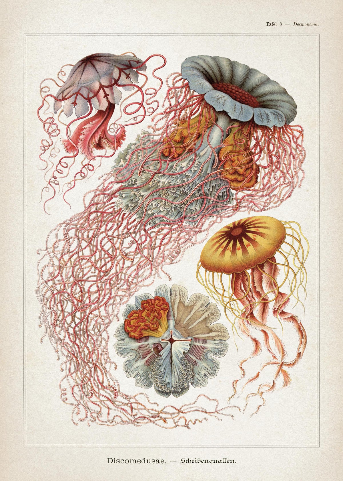 Vintage Print Collection No1 Print