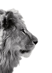 Lion From Side Print