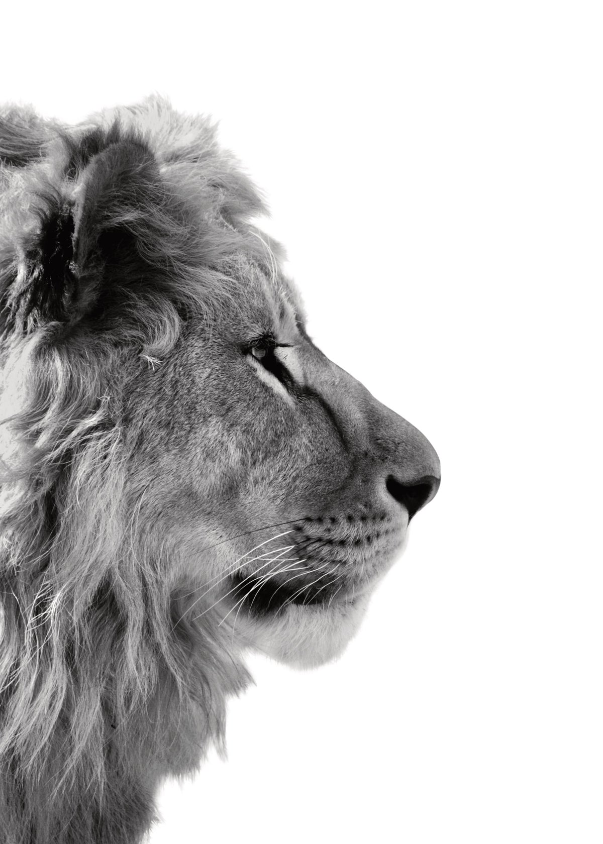 Lion From Side Print