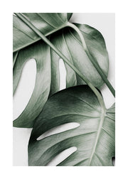 Monstera Pair Print