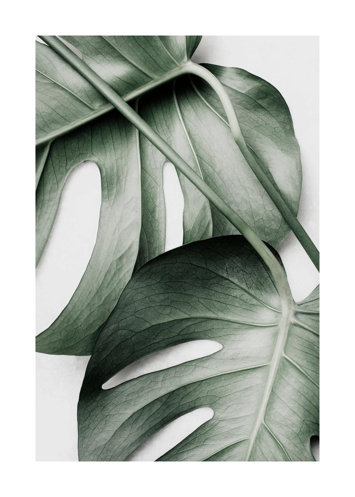 Monstera Pair Print
