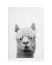 Lama B&W Canvas print