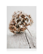 Hydrangea Twig Canvas print