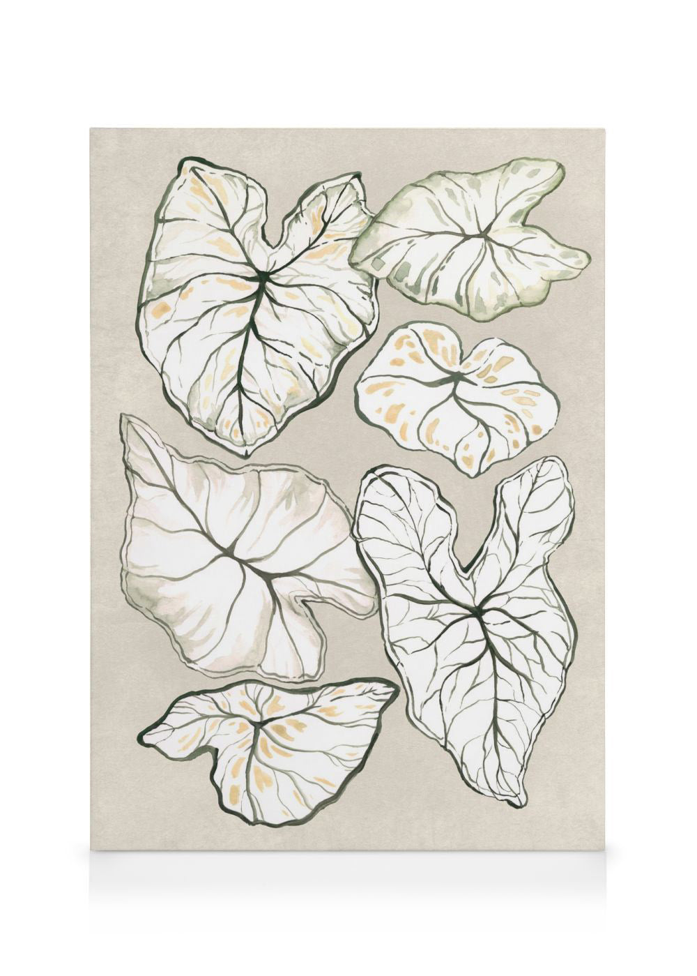 Caladium in Beige Canvas print